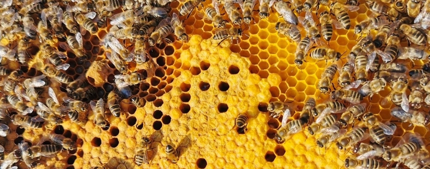 Neues von den DINA Bienen